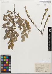 Foto von Salix myrsinifolia Salisb.